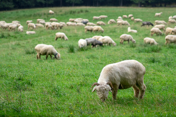 Fototapeta na wymiar A large flock of sheep grazes in an alpine meadow.
