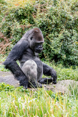 gorilla male scratches his leg