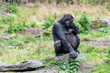 gorilla eats a piece of brocoli