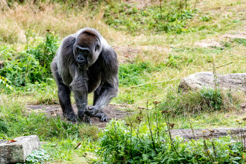 gorilla male searches and looks around