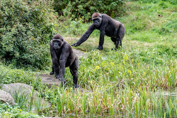 two gorilla are watching the leader