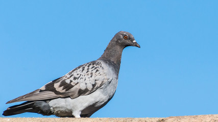 Feral Pigeon Stare