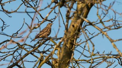 Song Thrush