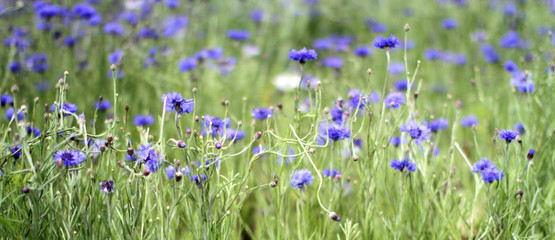 long panoramic view of beautiful group of cornflowers in park