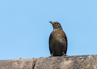 Mother Blackbird