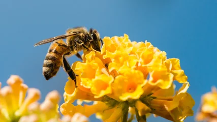 Türaufkleber Tieren Hovey Biene auf Schmetterlingsstrauch