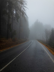 Asphalt road in the forest in fog, autumn landscape