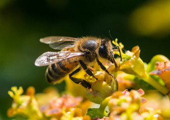 Honey Bee Honey Spurge