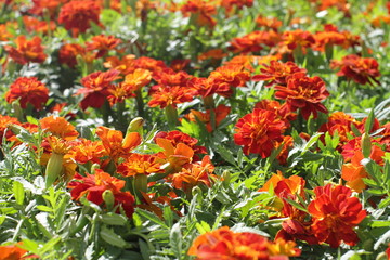 closeup of Marigold or Tagetes for perennial colorful garden