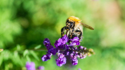 Common Carder Bee