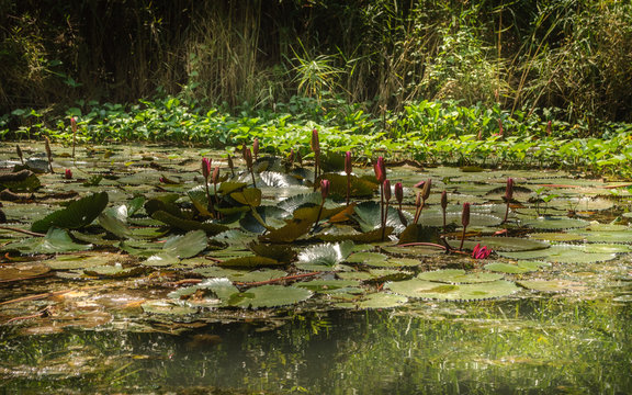 Tour en un bote de remos llamado samp&aacute;n por el rio Ngo Dong en Tam Cos, provincia de Ninh Binh