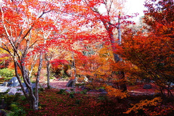 京都嵐山宝筐院の紅葉　散紅葉