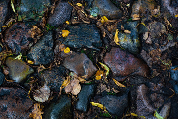 Wet rocks with autumn leaves background