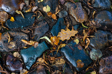 Wet rocks with autumn leaves background