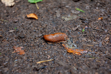 slug is going home in autumn forest after rain