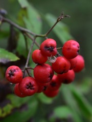 Рябина и паук