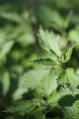 nettle or Urtica Dioica on blurry sun for green properties