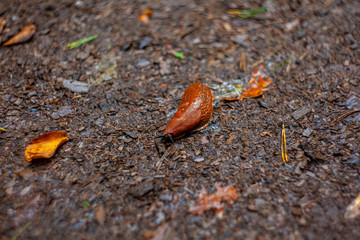 slug is going home in autumn forest after rain