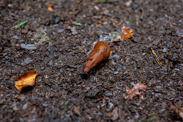 slug is going home in autumn forest after rain