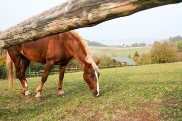 grazing brown horse