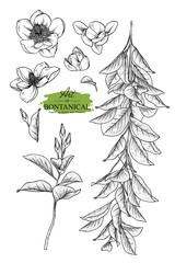 Fototapeta premium Sketch Floral Botany Collection. Magnolia flower drawings. Black and white with line art on white backgrounds. Hand Drawn Botanical Illustrations.Vector.