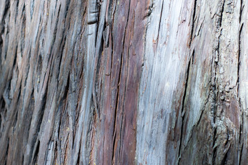 Texture shot of brown tree bark, filling the frame