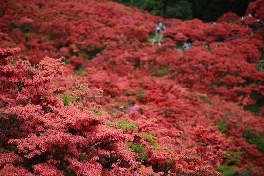 Best 大和葛城山 Images Stock Photos Vectors Adobe Stock