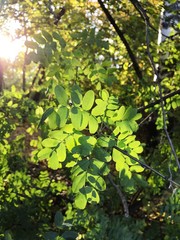 green leaves in sunlight