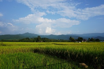 Rice fields in the morning in northern of Thailand.