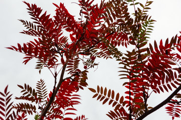 Sorbus vilmorinii, Mountain Ash, the leaves have turned red/purple in Autumn