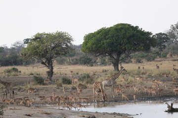 Safari gamedrive Kruger National Park