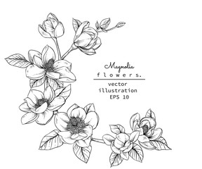 Sketch Floral Botany Collection. Magnolia flower drawings. Black and white with line art on white backgrounds. Hand Drawn Botanical Illustrations.Vector. © b.illustrations