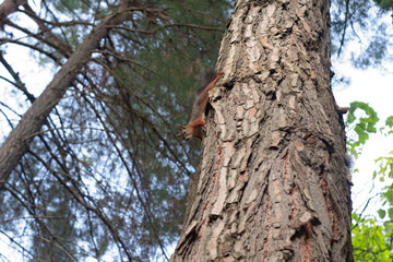 squirrel sits on the trunk of the tree and chews nuts on the background of sky