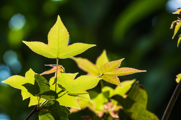 green maple leaf