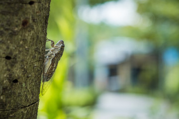 Cicada