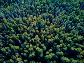 Naklejka na ściany i meble Beautiful panoramic aerial drone view to Bialowieza Forest - one of the last and largest remaining parts of the immense primeval forest that once stretched across the European Plain