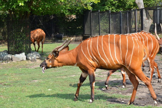 Fototapeta Bongo leśne, antylopa bongo (Tragelaphus eurycerus)
