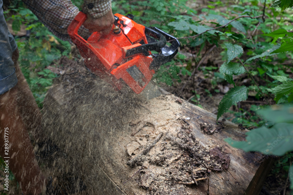 Wall mural Man cutting piece of wood with chainsaw