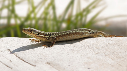 Lézard des murailles à midi au soleil sur pierre. France, Cévennes