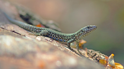 Lézard ocellé vert sur pierre et feuilles. France, Cévennes.
