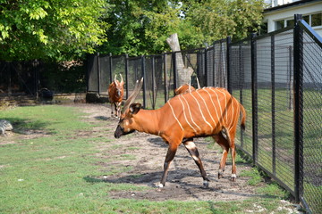 Bongo leśne, antylopa bongo (Tragelaphus eurycerus) © robert6666