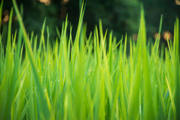 Close up of green grass with blurred background. selective focus.