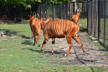 Bongo leśne, antylopa bongo (Tragelaphus eurycerus) © robert6666