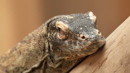 Varan de Gould. Australie