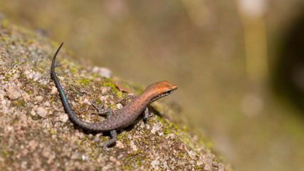 Closed-litter Rainbow-skink, lézard gris et rouge. Australie, Queensland