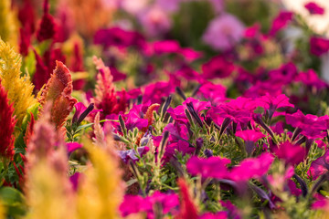 Cockscomb, Chinese wool flower
