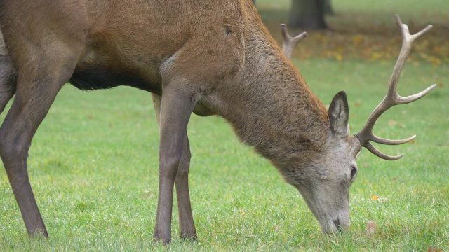 slow motion large herd of deer and stags grazing on grass field in wild 