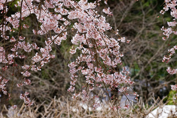 枝垂れ桜