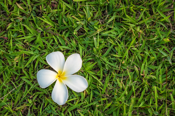 White plumeria on green grass