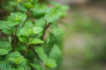 Fresh mint leaves in garden. Selective focus.